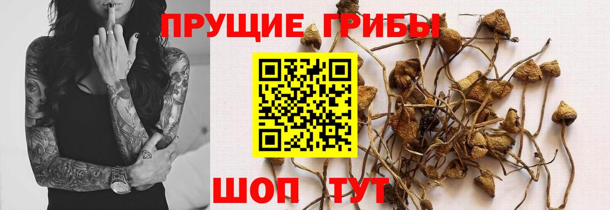 Галлюциногенные грибы Magic Shrooms  Вход с VPN  Псилоцибиновые грибы Psilocybe  Ялуторовск 